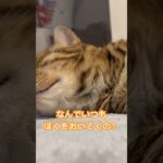 なんでぼくを置いてくの？#猫おもしろ #猫 #cat