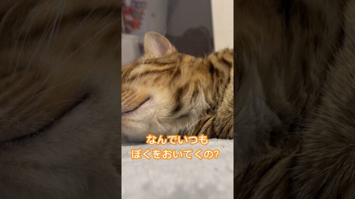 なんでぼくを置いてくの？#猫おもしろ #猫 #cat