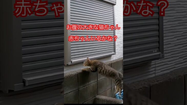 お腹の大きな猫ちゃん#japan#short#shorts#shortvideo#zoo#cat#cats#癒し#おもしろ#ねこ#猫#野良猫#おすすめ#赤ちゃん