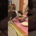 うちの猫たちとハプニング/pet cats are playing.