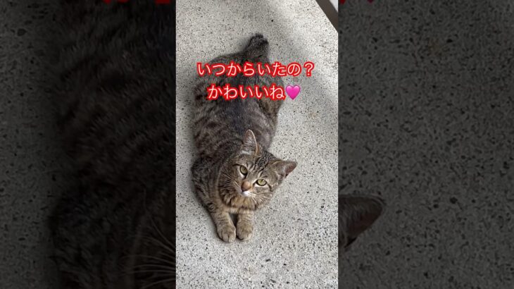 かわいい猫🩷#short#japan #shorts#cat#cats#zoo#おもしろ#おすすめ#ねこ#猫#猫動画#野良猫#ショート#かわいい#かわいい猫