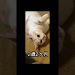 どっちに似てるかニャ❓親子猫の昔と今#shorts #猫おもしろ#可愛い #cat #癒し