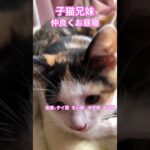 子猫４兄妹が仲良くお昼寝 #shorts #cat #kitten #kitty #保護猫