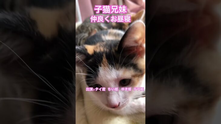 子猫４兄妹が仲良くお昼寝 #shorts #cat #kitten #kitty #保護猫