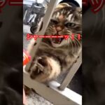 イライラして怒る💢猫😺#short#shorts#cat#cat s#zoo#japan#癒し#ねこ#猫#ねこ動画#ショート#おすすめ#おもしろ動画