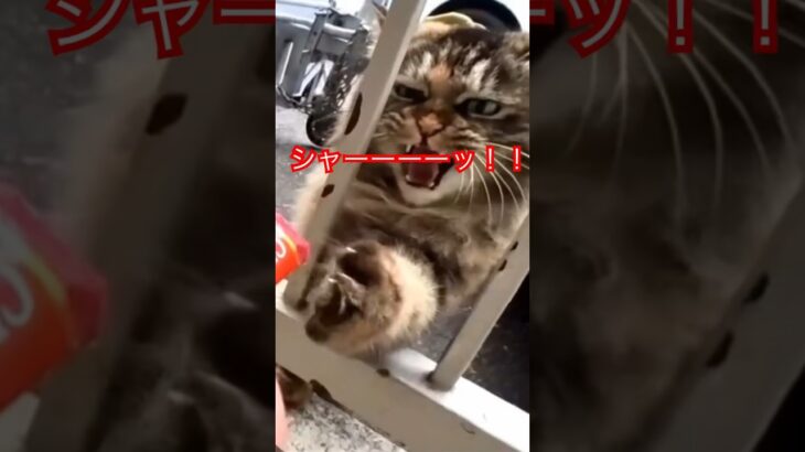 イライラして怒る💢猫😺#short#shorts#cat#cat s#zoo#japan#癒し#ねこ#猫#ねこ動画#ショート#おすすめ#おもしろ動画