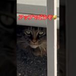 朝ごはん待ちする猫#short#shorts#cat#cats#japan#zoo#おもしろ#おすすめ#癒し#ねこ#猫#猫動画#かわいい#野良猫#ショート