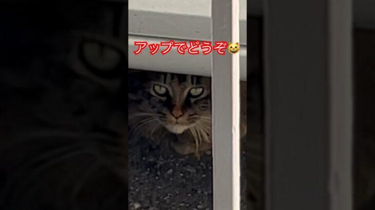 朝ごはん待ちする猫#short#shorts#cat#cats#japan#zoo#おもしろ#おすすめ#癒し#ねこ#猫#猫動画#かわいい#野良猫#ショート
