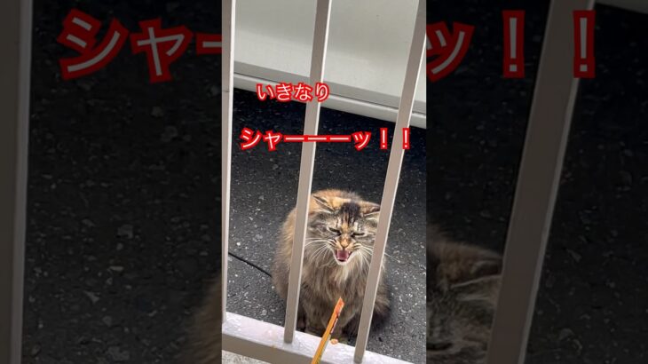 シャーーーッのあとにチュール食べる猫😸#short#shorts#cat#cats#zoo#japan#おもしろ#おすすめ#ねこ#猫#猫動画#動物#かわいい#ペット#もふもふ#野良猫#ネコ
