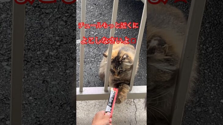 チュール食べに来る猫#short#shorts#japan#zoo#cat#cats#おもしろ#おすすめ#ねこ#猫#猫動画#野良猫#癒し#かわいい#ショート