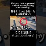 【旅ねこ】腹がへって空腹になるとひゃっくりがでる野生の猫　#かわいい #travel #tiktok