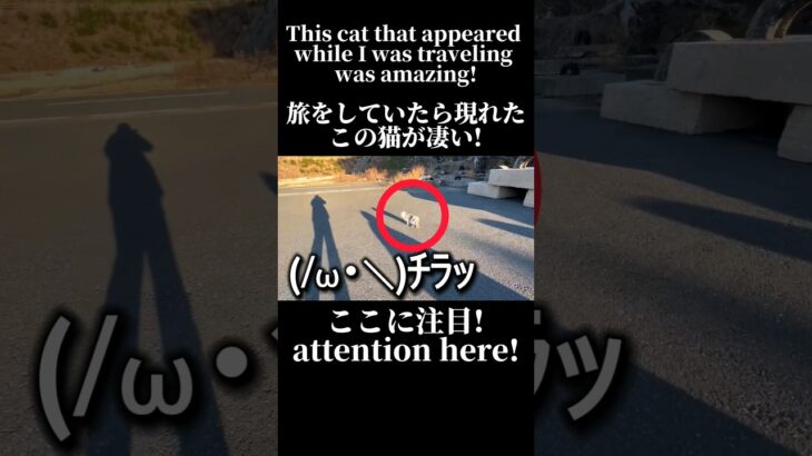 【旅ねこ】腹がへって空腹になるとひゃっくりがでる野生の猫　#かわいい #travel #tiktok