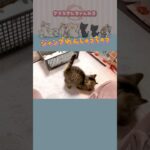 応援したくなる小さな子猫のジャンプ特訓　#子猫 #さくらさんちゃんねる #保護猫