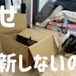 どうして猫動画は出しているのに、メインチャンネルは更新しないの？【山田猫】