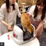 保護猫どうでしょう！今夜は子猫&新入生