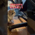 #かわいい猫