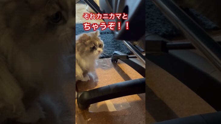 #かわいい猫