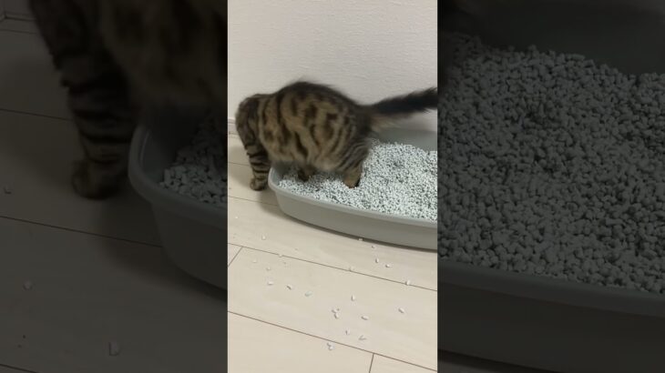 サイベリアン救世主伝説　汚物は消毒編　#サイベリアン　#ネコ　#子猫　#猫飼育　#北斗の拳