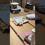 猫クララのおもしろ動画　　　　　　　　　グダグダ感出てますにゃ🤣