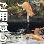 満点大笑い🤣【ハプニング動画】①メス猫vs池の主②メス猫vs鳩ぽっぽ