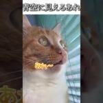 猫のおもしろ動画にツッコミどころ満載なアフレコしてみた＃113【飛蚊症】【ハプニング映像】#shorts　#アフレコ #面白動画