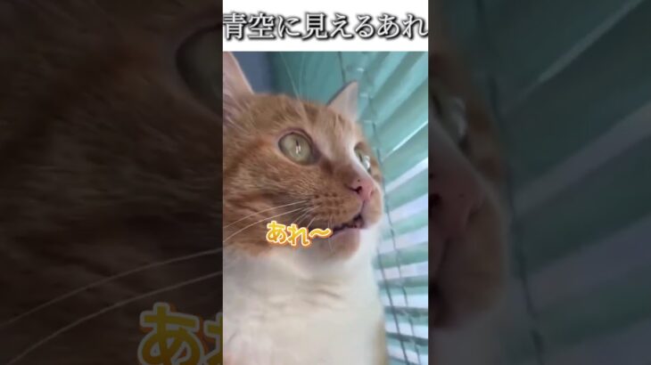 猫のおもしろ動画にツッコミどころ満載なアフレコしてみた＃113【飛蚊症】【ハプニング映像】#shorts　#アフレコ #面白動画