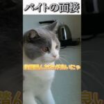 猫のおもしろ動画にツッコミどころ満載なアフレコしてみた＃122【面接】【ハプニング映像】#shorts　#アフレコ #面白動画