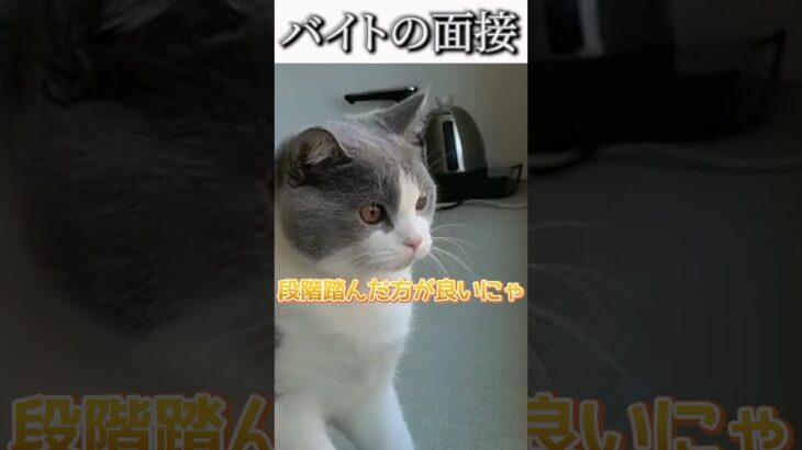 猫のおもしろ動画にツッコミどころ満載なアフレコしてみた＃122【面接】【ハプニング映像】#shorts　#アフレコ #面白動画