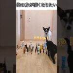 犬猫のおもしろ動画にツッコミどころ満載なアフレコしてみた＃126【凄い】【ハプニング映像】#shorts　#アフレコ #面白動画