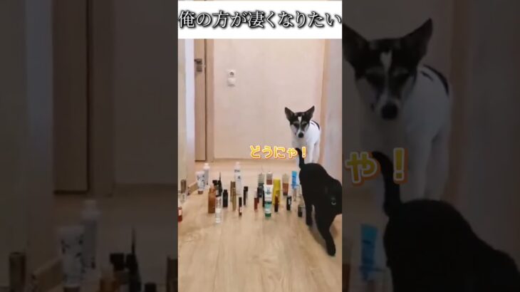 犬猫のおもしろ動画にツッコミどころ満載なアフレコしてみた＃126【凄い】【ハプニング映像】#shorts　#アフレコ #面白動画