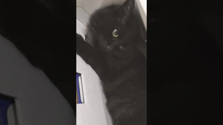 プレステ5買ったら黒猫が…笑#かわいい猫 #猫のいる暮らし #cat #保護猫