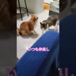 #かわいい猫 #多頭飼い#仲良し#5歳#2歳#ほのぼの#のんびり#癒し#保護猫