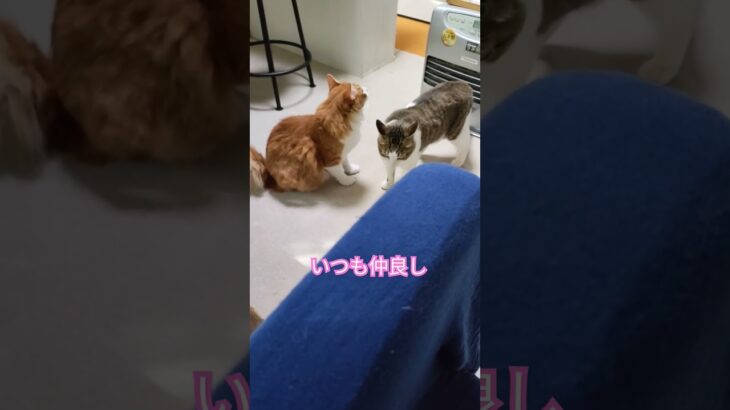 #かわいい猫 #多頭飼い#仲良し#5歳#2歳#ほのぼの#のんびり#癒し#保護猫