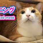 ハプニングに見舞われた猫 / A cat encounters an unexpected event