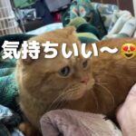 【CAT.猫】癒し系マンチカン、おねだりもかわいい件❤️