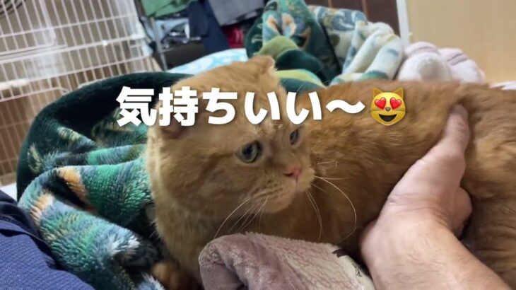 【CAT.猫】癒し系マンチカン、おねだりもかわいい件❤️