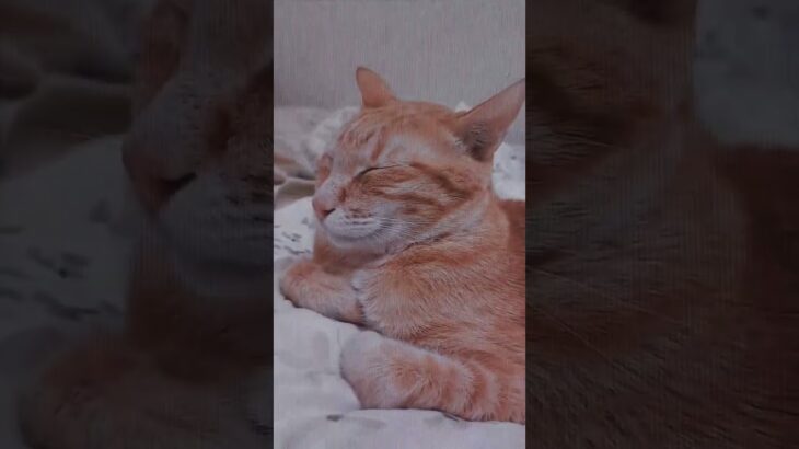 “CAT”#cat #catlover #orangecat #fyp#cute #pet #茶トラ #かわいい猫 #かわいい動物 #かわいい子 #ねこ動画 #ねこ #ねこのいる生活 #ねこ好き