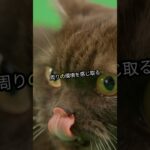 猫の驚き！本当はスパイ？ Ninjaキャッチ力と癒し音【日本語】 #学び #ai #ペット#猫