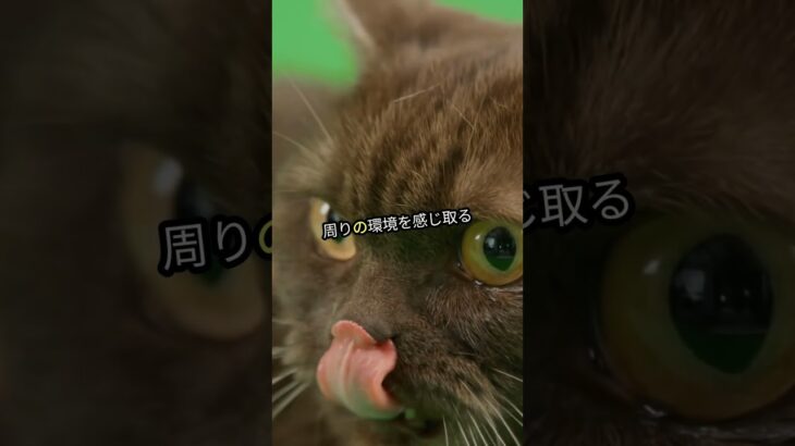 猫の驚き！本当はスパイ？ Ninjaキャッチ力と癒し音【日本語】 #学び #ai #ペット#猫