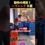 SNSで5.9億回バズった動物ハプニング動画9選!9 Animal Happenings Videos That Got 590 Million Buzz on Social Media!#犬 #猫