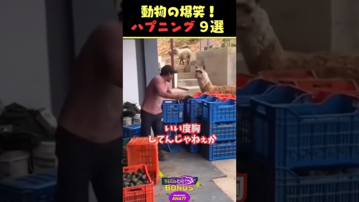 SNSで5.9億回バズった動物ハプニング動画9選!9 Animal Happenings Videos That Got 590 Million Buzz on Social Media!#犬 #猫