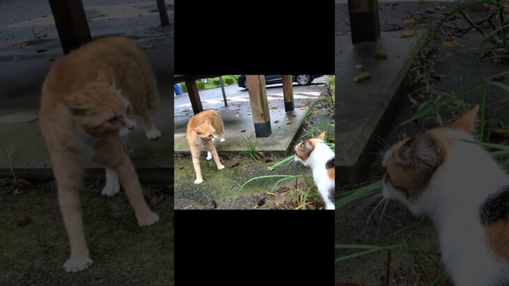 茶白の子猫が茶トラに襲われて母猫が助けに来た👹🌋 #Shorts