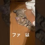 ドレミの歌家の猫Ver.#shorts #猫のいる暮らし #癒やされる #cat #ねこおもしろ #可愛い