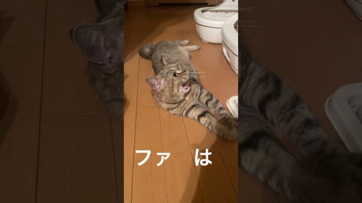 ドレミの歌家の猫Ver.#shorts #猫のいる暮らし #癒やされる #cat #ねこおもしろ #可愛い