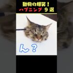 Xで5.4億回バズった動物ハプニング動画9選!9 Animal Happenings Videos That Got 540 Million Buzz on X!#犬 #猫 #ペット#動物