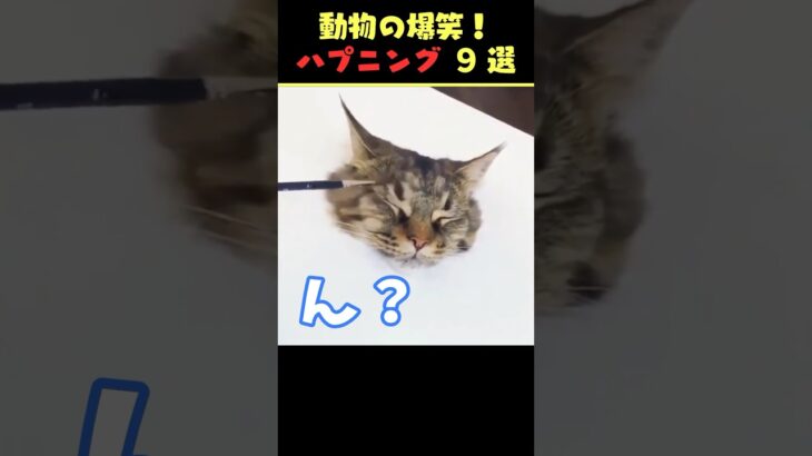 Xで5.4億回バズった動物ハプニング動画9選!9 Animal Happenings Videos That Got 540 Million Buzz on X!#犬 #猫 #ペット#動物