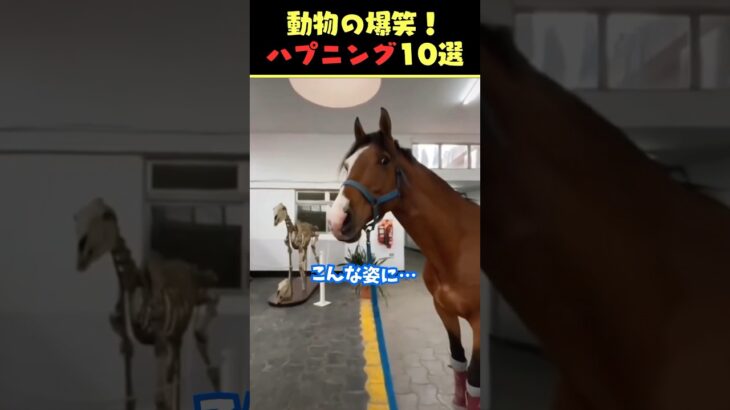 Xで9.7億回バズった動物ハプニング動画10選!10 Animal Happenings Videos That Got 970 Million Buzz on X!#犬 #猫 #ペット #動物