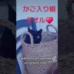 #猫 #保護猫 #猫動画 #黒猫 #猫かわいい #猫のいる暮らし #cat #さくら猫