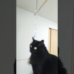 黒猫と風鈴#かわいい猫 #cat #猫動画 #保護猫