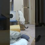 【ハプニング】保護猫を襲った悲劇… #cat